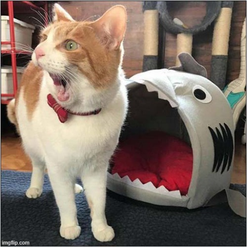 SHARK ! | image tagged in cats,shark,bed | made w/ Imgflip meme maker