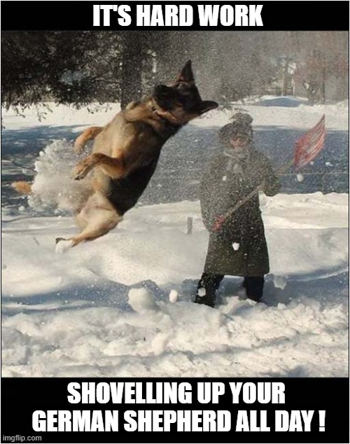 Fun In The Snow ! | IT'S HARD WORK; SHOVELLING UP YOUR
 GERMAN SHEPHERD ALL DAY ! | image tagged in dogs,german shepherd,shovel,snow | made w/ Imgflip meme maker
