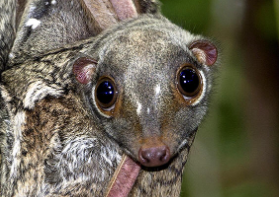 colugo! Blank Meme Template