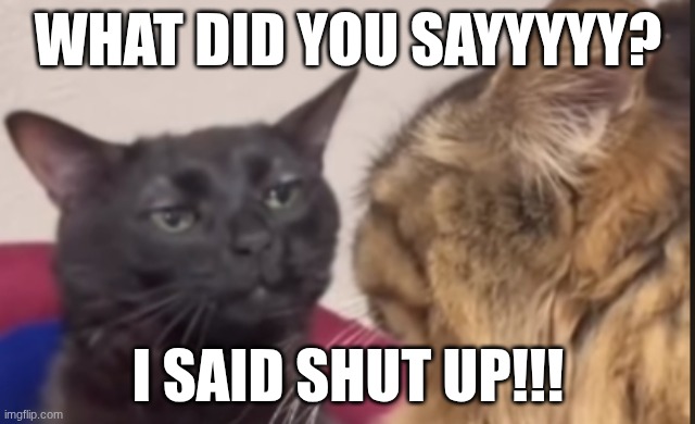 Black cat zoning out | WHAT DID YOU SAYYYYY? I SAID SHUT UP!!! | image tagged in black cat zoning out | made w/ Imgflip meme maker