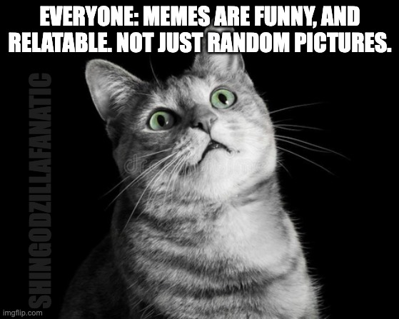Horrified cat | EVERYONE: MEMES ARE FUNNY, AND RELATABLE. NOT JUST RANDOM PICTURES. SHINGODZILLAFANATIC | image tagged in horrified cat | made w/ Imgflip meme maker