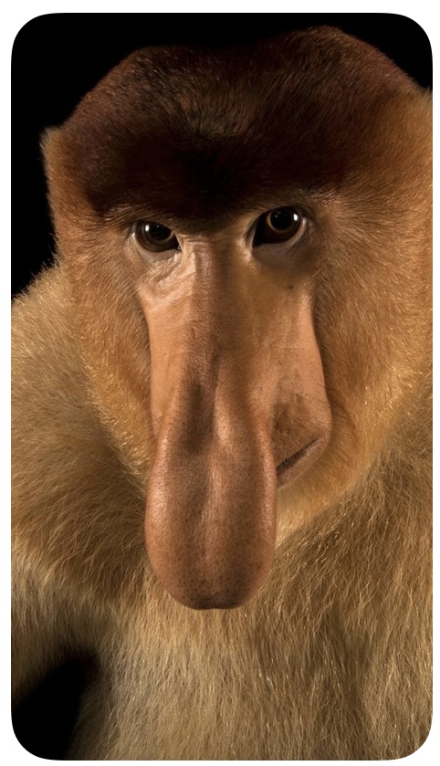 Big nose monkey Blank Meme Template