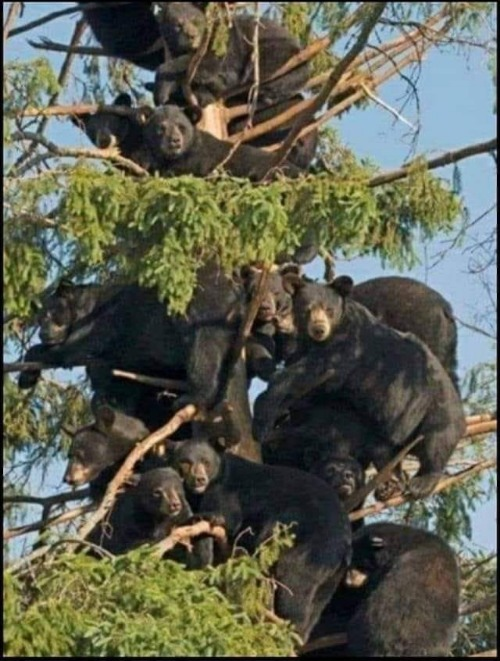 Bear Blank Meme Template