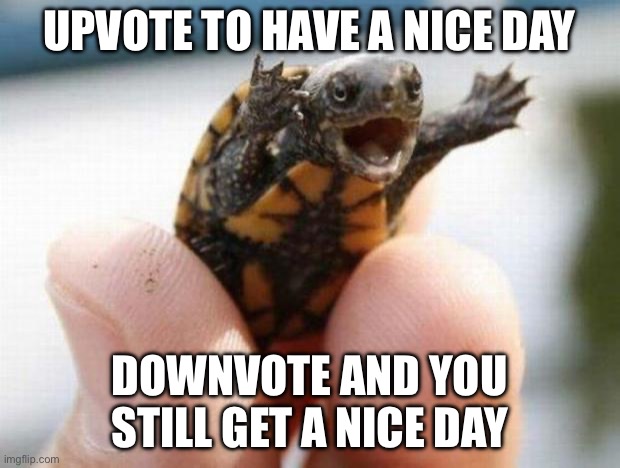 happy baby turtle | UPVOTE TO HAVE A NICE DAY; DOWNVOTE AND YOU STILL GET A NICE DAY | image tagged in happy baby turtle | made w/ Imgflip meme maker