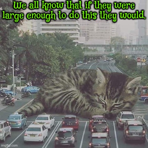 If they could they would | We all know that if they were large enough to do this they would. | image tagged in cats,funny cats,kittens,sleeping,traffic jam,entitlement | made w/ Imgflip meme maker