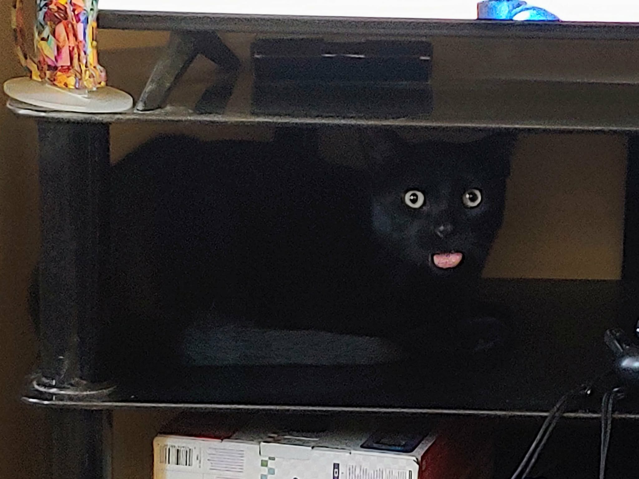 High Quality Funny cat Blank Meme Template