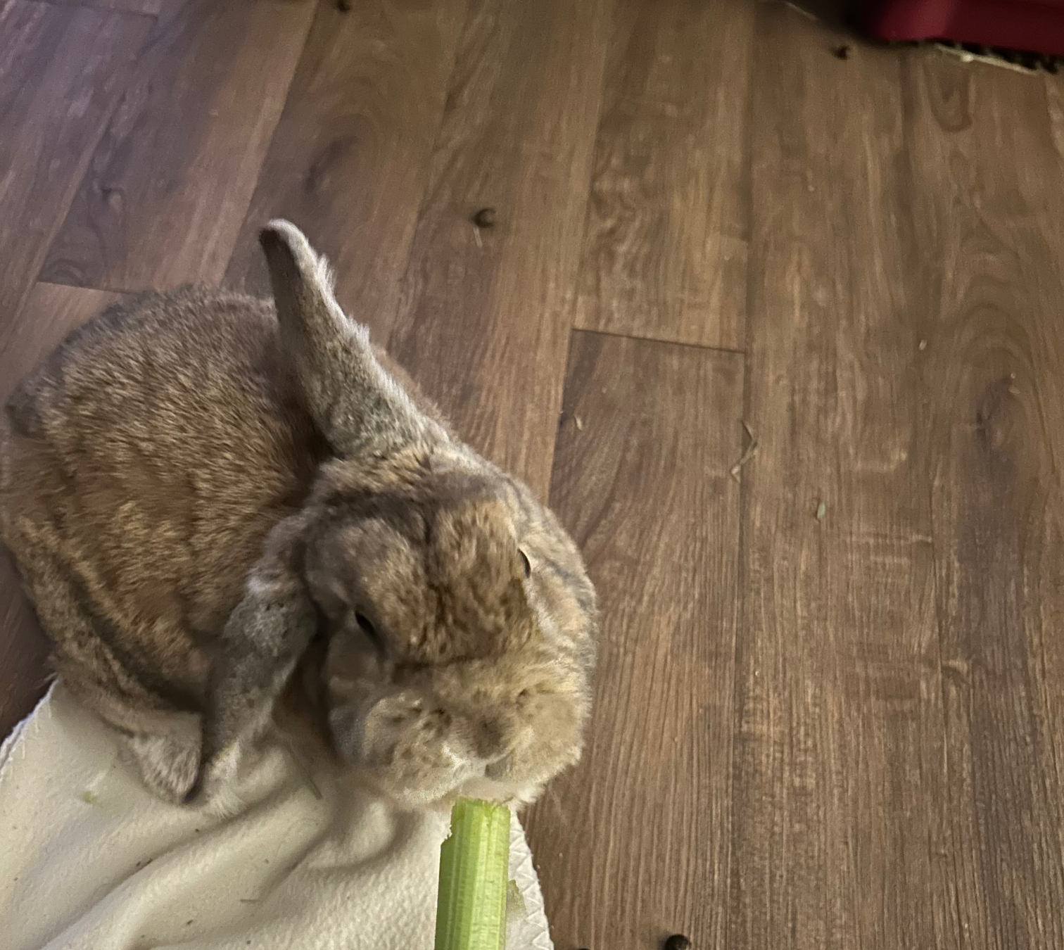 Happy bun Blank Meme Template