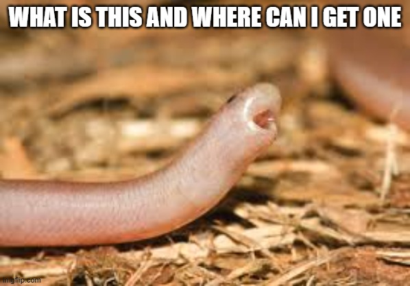 screaming worm | WHAT IS THIS AND WHERE CAN I GET ONE | image tagged in screaming worm snake | made w/ Imgflip meme maker