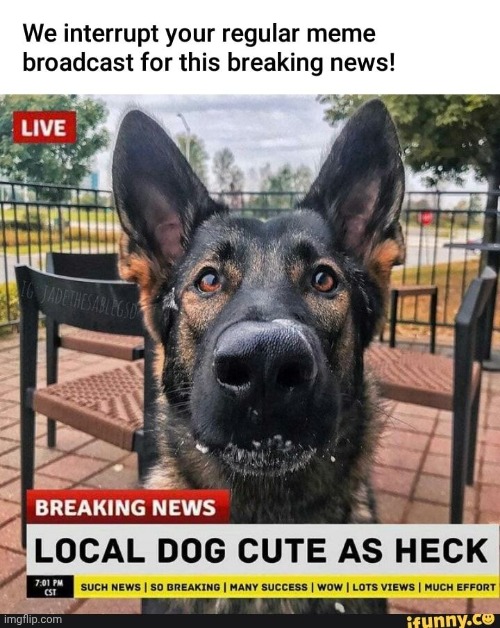 Have many happy today | image tagged in dog,memes,funny,random tag i decided to put,oh wow are you actually reading these tags,why are you reading this | made w/ Imgflip meme maker