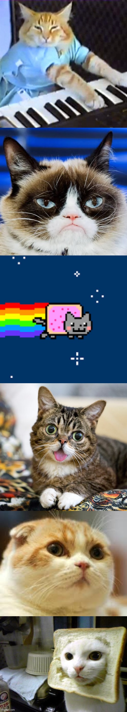 image tagged in keyboard cat | made w/ Imgflip meme maker