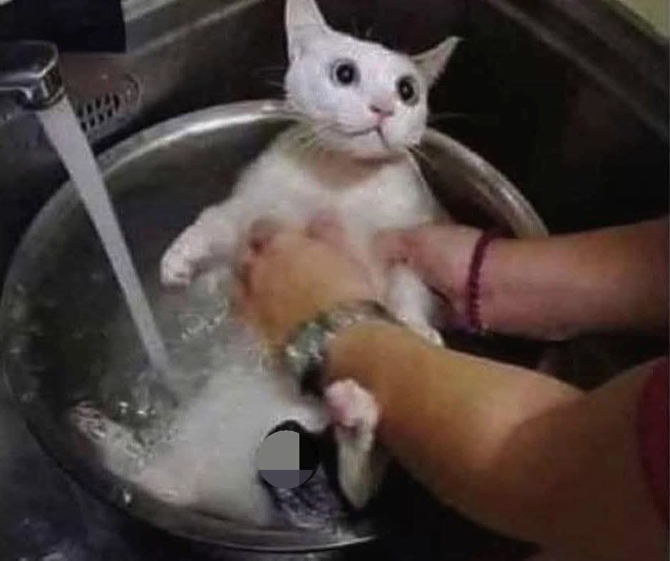 cook the cat Blank Meme Template
