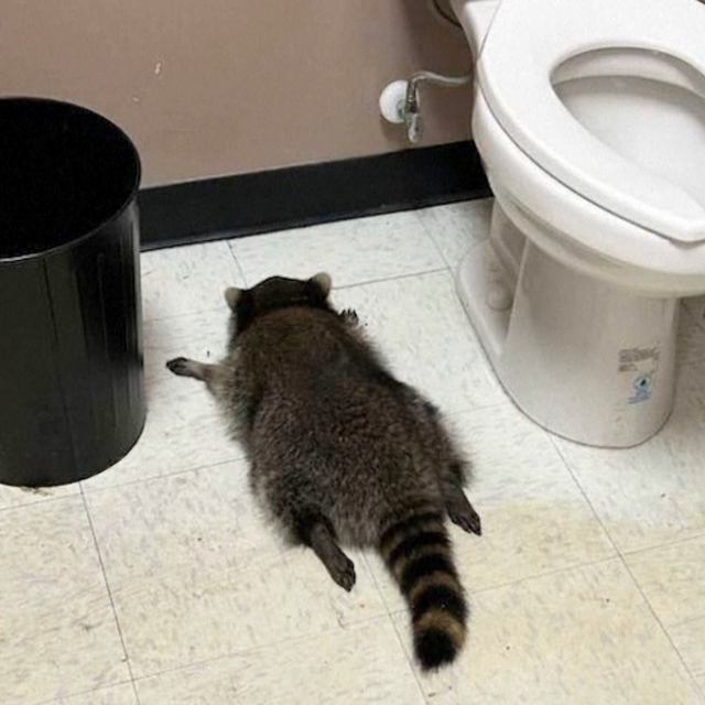 Liquor Store Racoon Blank Meme Template