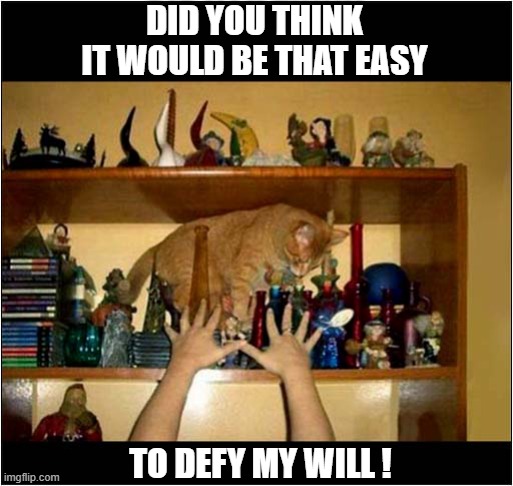 He Loves Pushing Stuff Off ! | DID YOU THINK IT WOULD BE THAT EASY; TO DEFY MY WILL ! | image tagged in cats,push,stuff | made w/ Imgflip meme maker