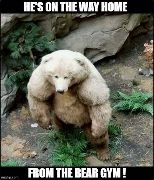 Do Not Argue With This Bear ! | HE'S ON THE WAY HOME; FROM THE BEAR GYM ! | image tagged in bear,muscles,gym | made w/ Imgflip meme maker