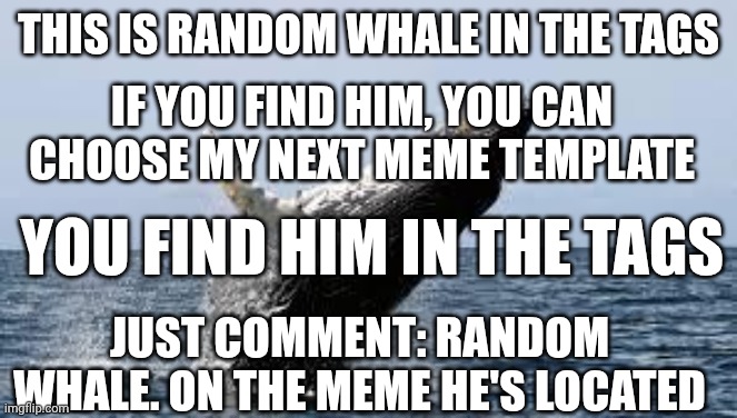 Whale. | THIS IS RANDOM WHALE IN THE TAGS; IF YOU FIND HIM, YOU CAN CHOOSE MY NEXT MEME TEMPLATE; YOU FIND HIM IN THE TAGS; JUST COMMENT: RANDOM WHALE. ON THE MEME HE'S LOCATED | image tagged in whale | made w/ Imgflip meme maker