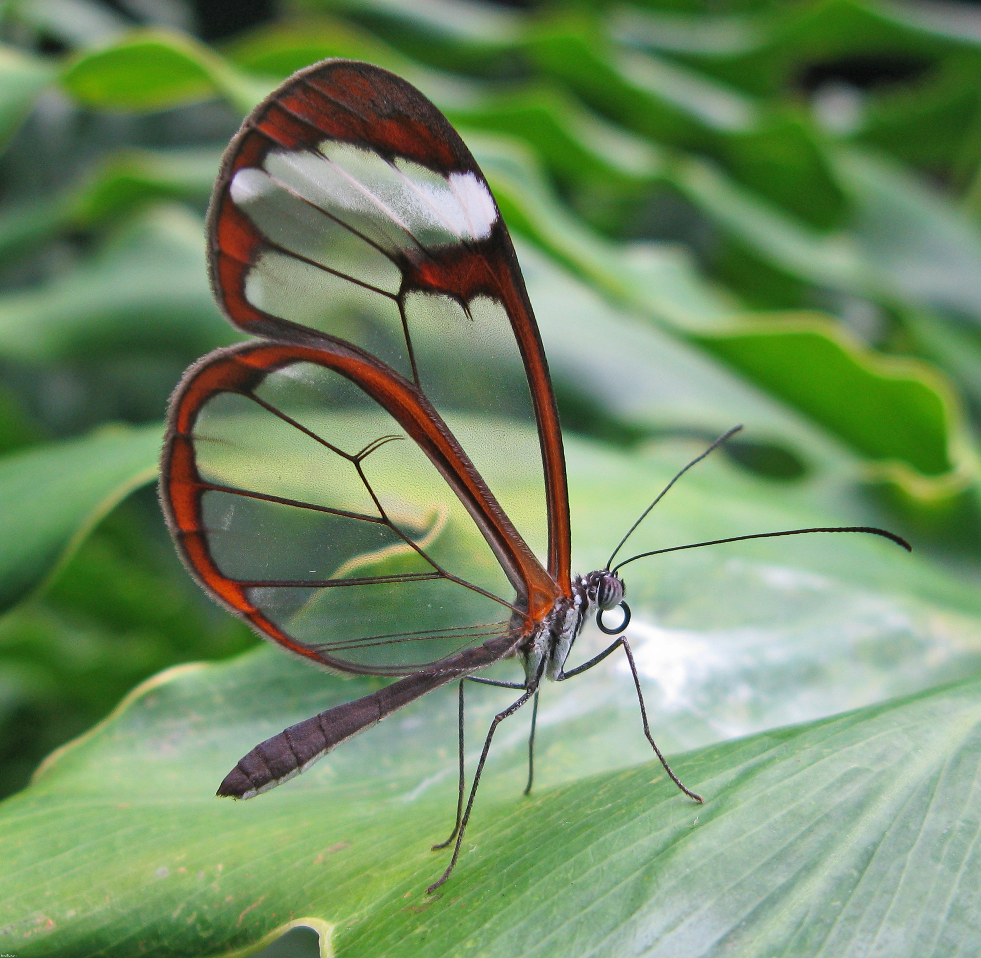 glasswing butterfly | made w/ Imgflip meme maker