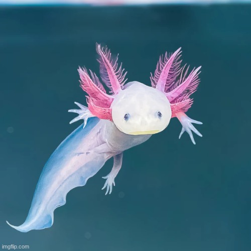 axolotl | made w/ Imgflip meme maker