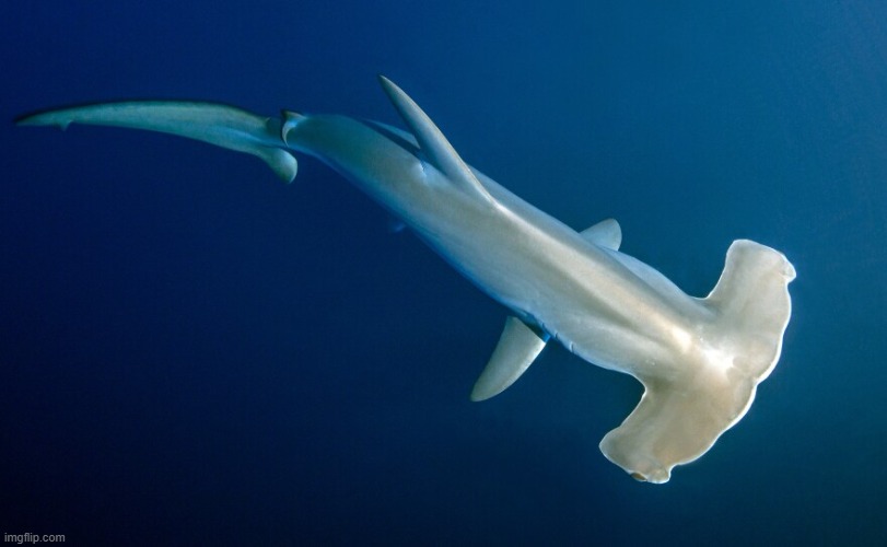 hammerhead shark | made w/ Imgflip meme maker