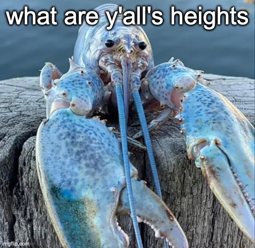The Blue Lobster | what are y'all's heights | image tagged in the blue lobster | made w/ Imgflip meme maker