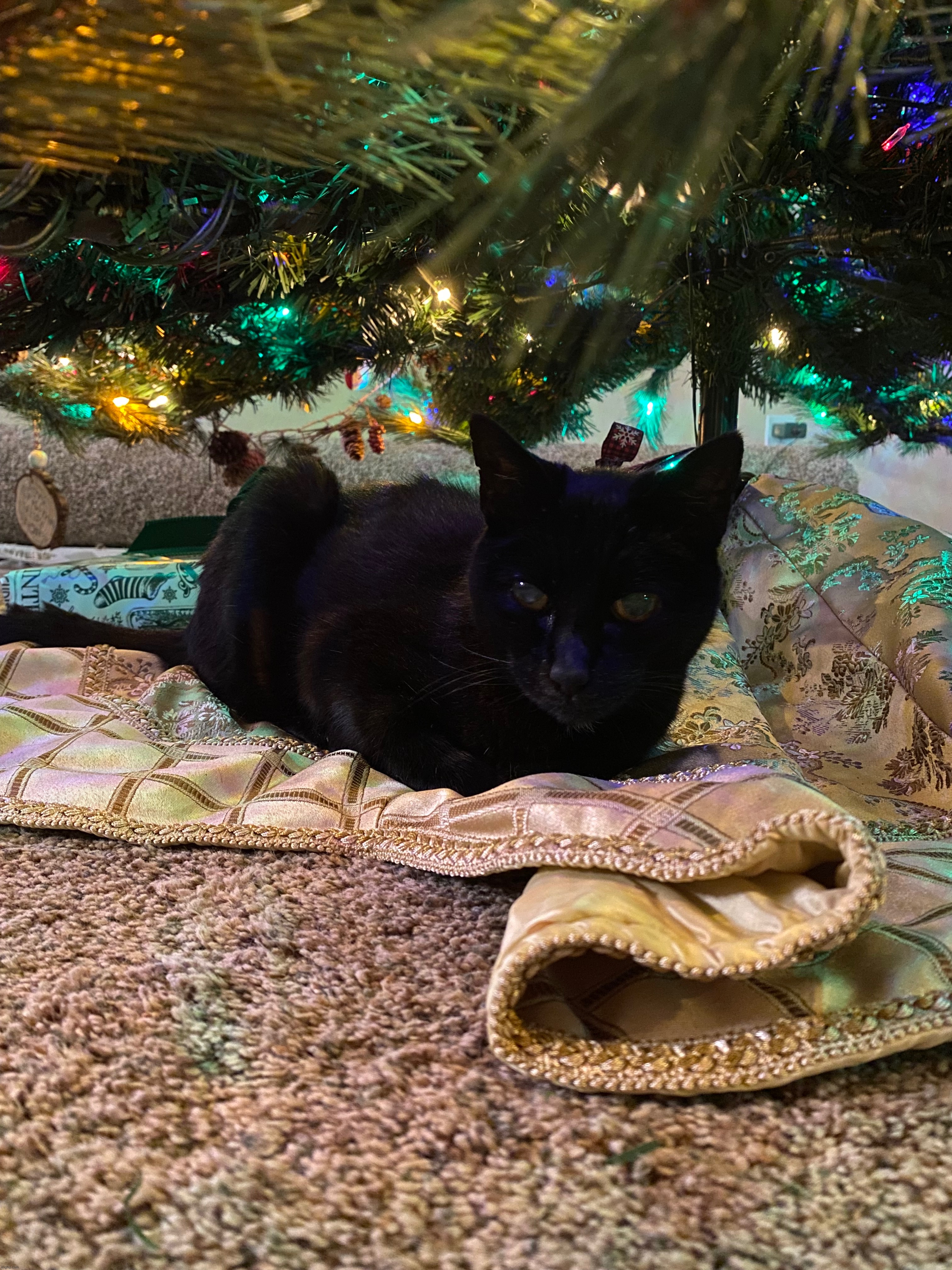 Merry Christmas from Clawdette | image tagged in picture,christmas,cat,love her so much | made w/ Imgflip meme maker