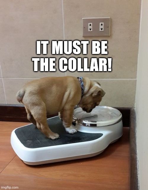 It Must Be The Collar! | IT MUST BE THE COLLAR! | image tagged in chrisjoines1 | made w/ Imgflip meme maker