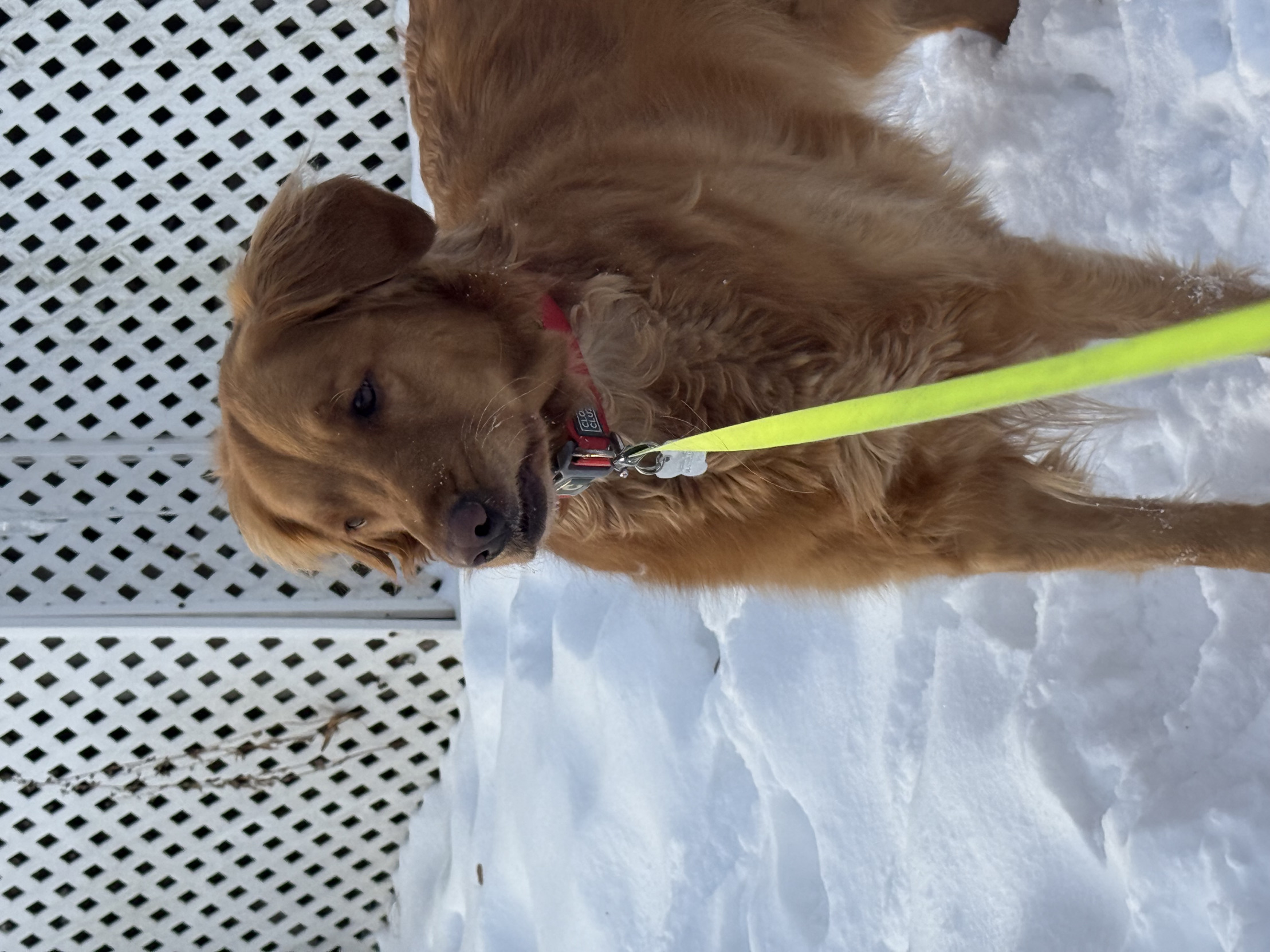 Teddy Blank Meme Template