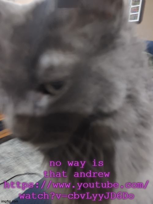 32's Cat | no way is that andrew
https://www.youtube.com/
watch?v=cbvLyyJD6Do | image tagged in 32's cat | made w/ Imgflip meme maker