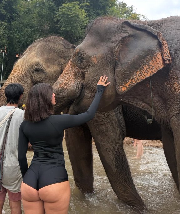 Elephant Blank Meme Template