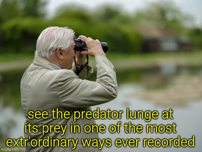 David Attenborough Searching | see the predator lunge at its prey in one of the most extr'ordinary ways ever recorded | image tagged in david attenborough searching | made w/ Imgflip meme maker