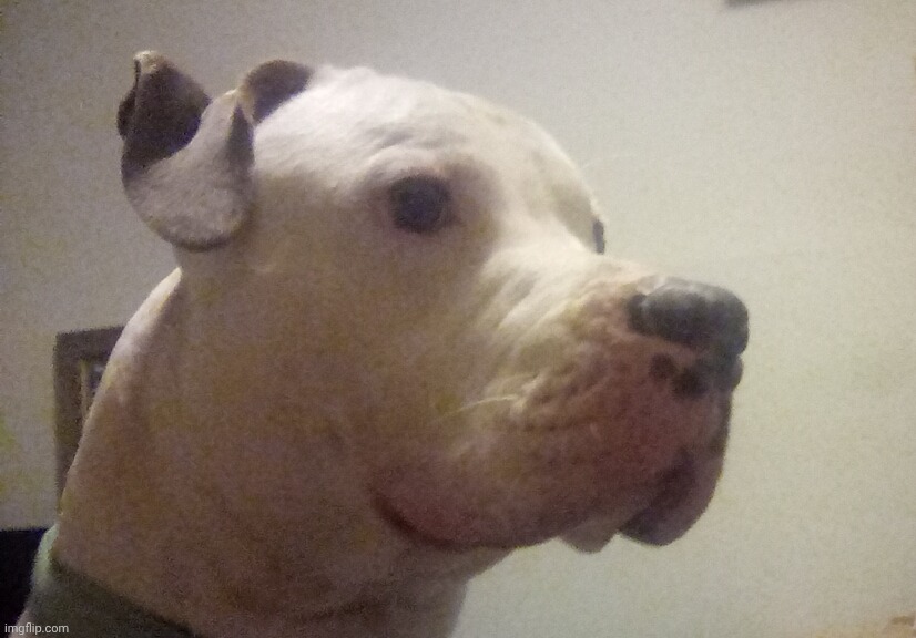 This is my moms dumbass dog: jupiter. He's a bull terrier and he likes to attack me | made w/ Imgflip meme maker