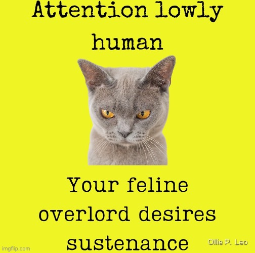Attention Lowly Human | image tagged in cats,funny cats,malignant narcissism,entitlement,evil overlord rules,boss | made w/ Imgflip meme maker