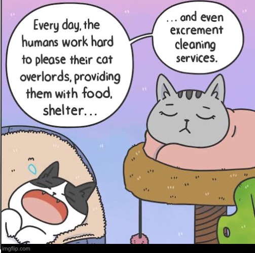 Excrement Cleaners | image tagged in cats,funny cats,poop,evil overlord rules,entitlement,narcissist | made w/ Imgflip meme maker