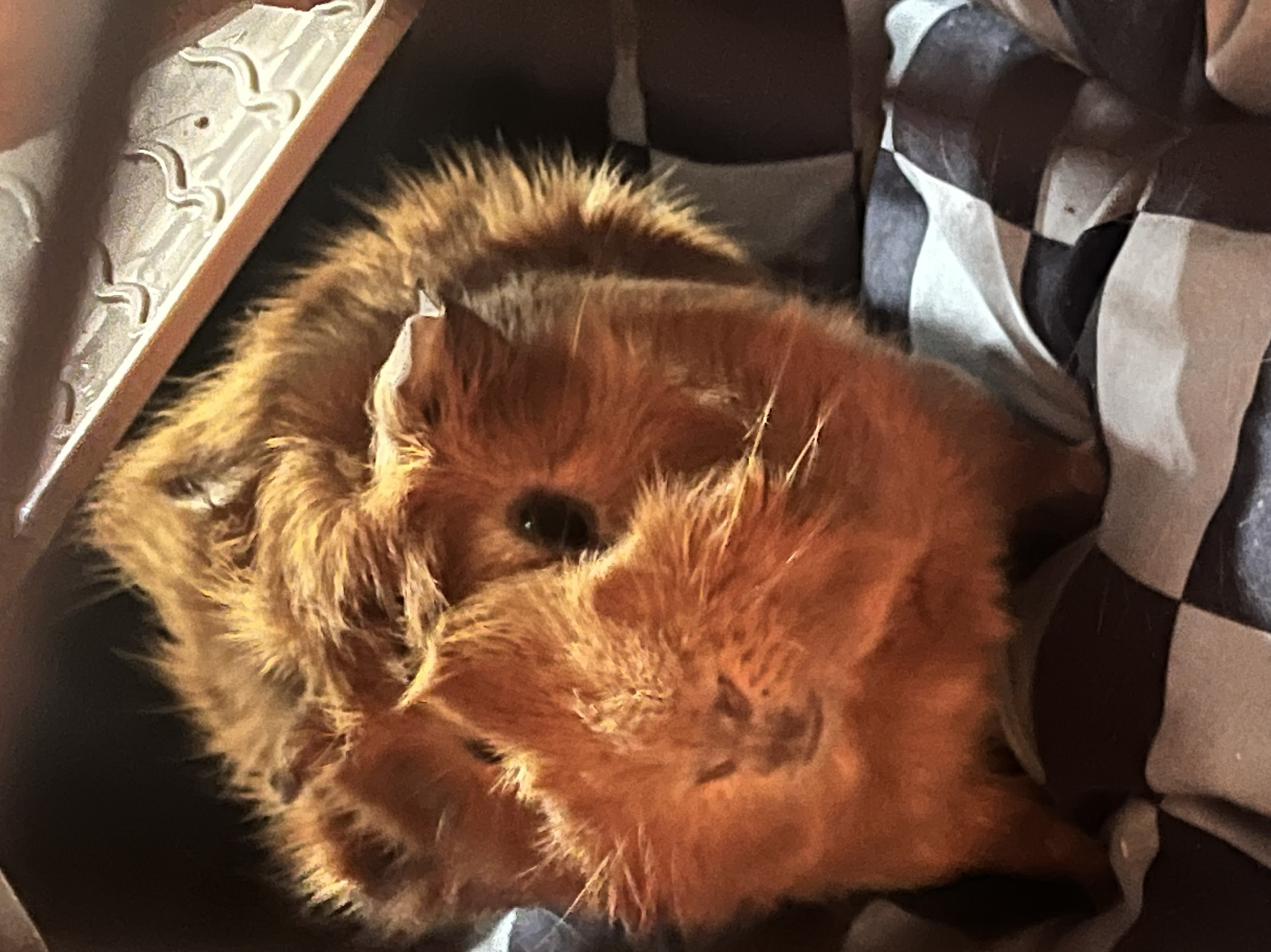 Guinea Pig’s what are they really? Blank Meme Template