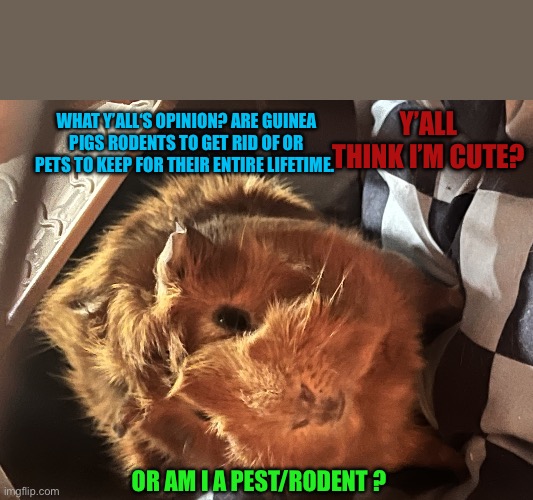 Guinea Pig’s what are they really? | Y’ALL THINK I’M CUTE? WHAT Y’ALL‘S OPINION? ARE GUINEA PIGS RODENTS TO GET RID OF OR PETS TO KEEP FOR THEIR ENTIRE LIFETIME. OR AM I A PEST/RODENT ? | image tagged in guinea pig s what are they really | made w/ Imgflip meme maker