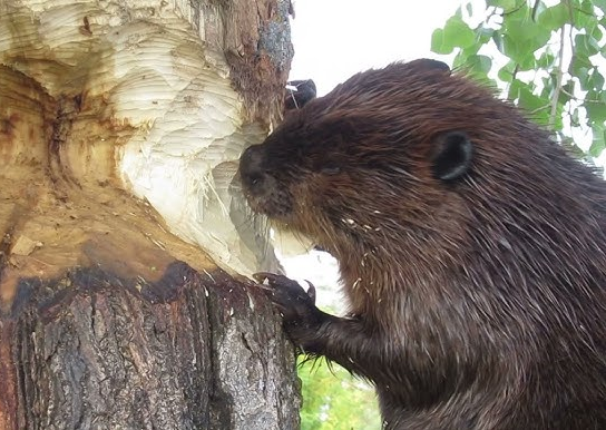 10/10 Wood Eater Beaver Blank Meme Template