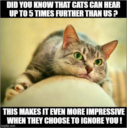 A Cats Indifference | DID YOU KNOW THAT CATS CAN HEAR
UP TO 5 TIMES FURTHER THAN US ? THIS MAKES IT EVEN MORE IMPRESSIVE
 WHEN THEY CHOOSE TO IGNORE YOU ! | image tagged in cats,indifference,ignore | made w/ Imgflip meme maker