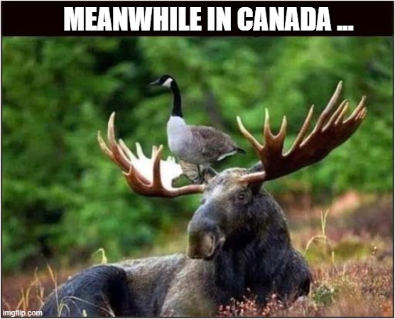 You've Heard Of The Elf On The Shelf ? | MEANWHILE IN CANADA ... | image tagged in elf on the shelf,canada,goose,moose | made w/ Imgflip meme maker