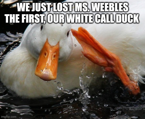 Salute duck | WE JUST LOST MS. WEEBLES THE FIRST, OUR WHITE CALL DUCK | image tagged in salute duck | made w/ Imgflip meme maker