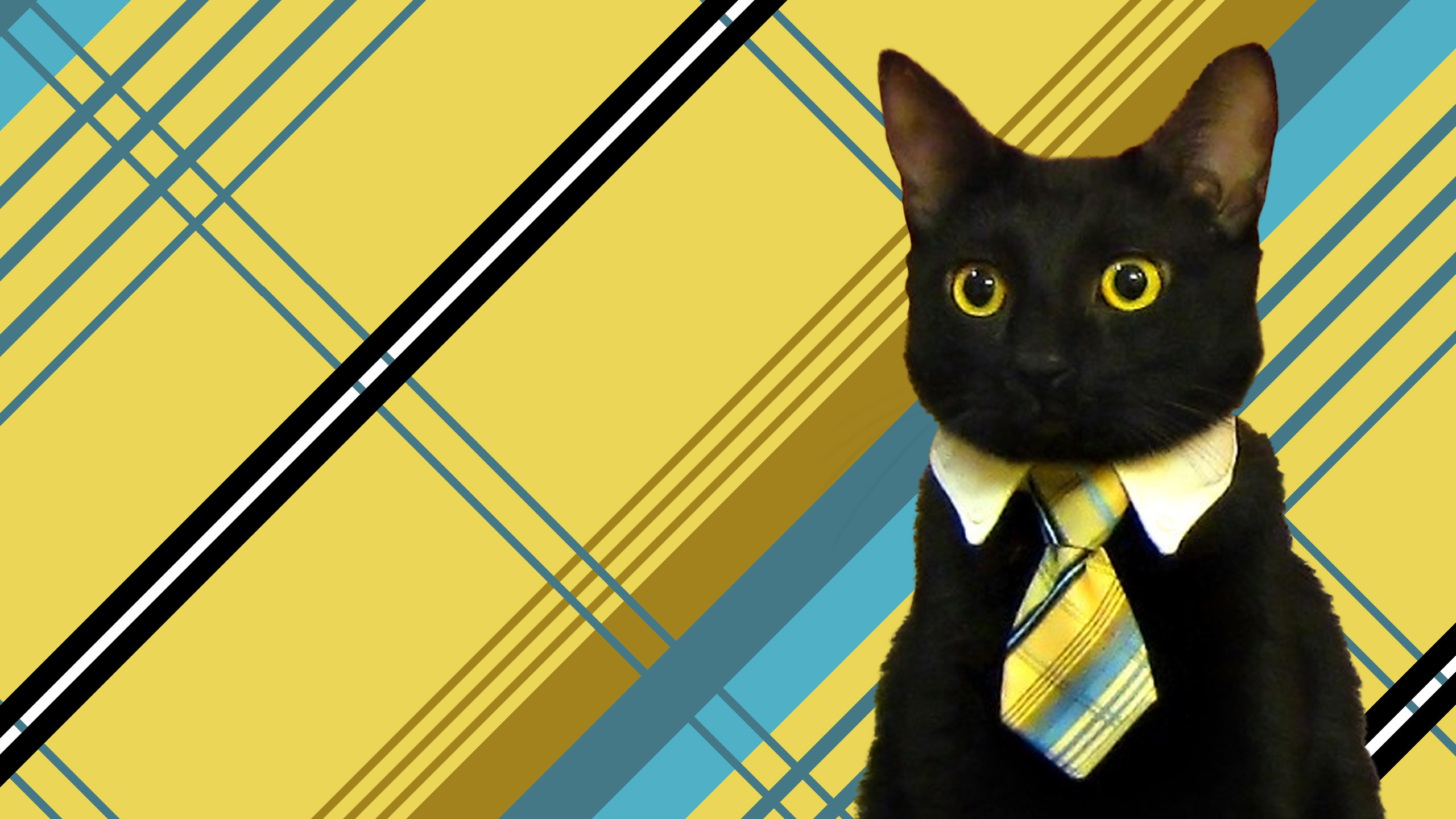 business cat Blank Meme Template