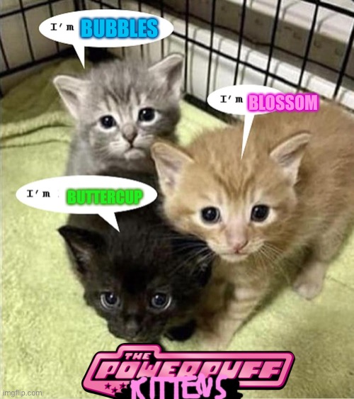 The Powerpuff Kittens | BUBBLES; BLOSSOM; BUTTERCUP | image tagged in the kitten brothers,powerpuff girls | made w/ Imgflip meme maker