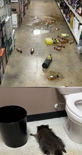 Drunk Racoon Blank Meme Template