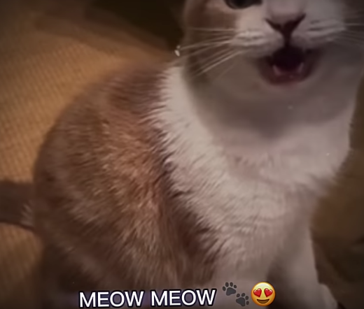 i love u meow meow Blank Meme Template