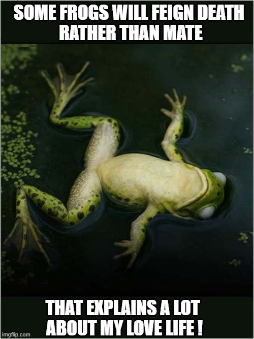 Now That Is Rejection ! | SOME FROGS WILL FEIGN DEATH
 RATHER THAN MATE; THAT EXPLAINS A LOT 
ABOUT MY LOVE LIFE ! | image tagged in frogs,mating,rejection,dead | made w/ Imgflip meme maker