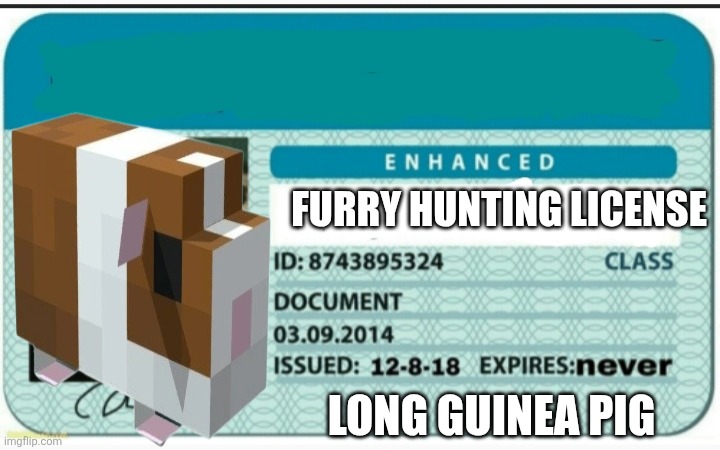 Blank Hunting License | FURRY HUNTING LICENSE; LONG GUINEA PIG | image tagged in blank hunting license | made w/ Imgflip meme maker