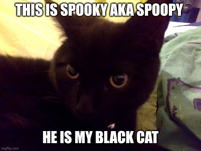 THIS IS SPOOKY AKA SPOOPY HE IS MY BLACK CAT | image tagged in halloween's over | made w/ Imgflip meme maker