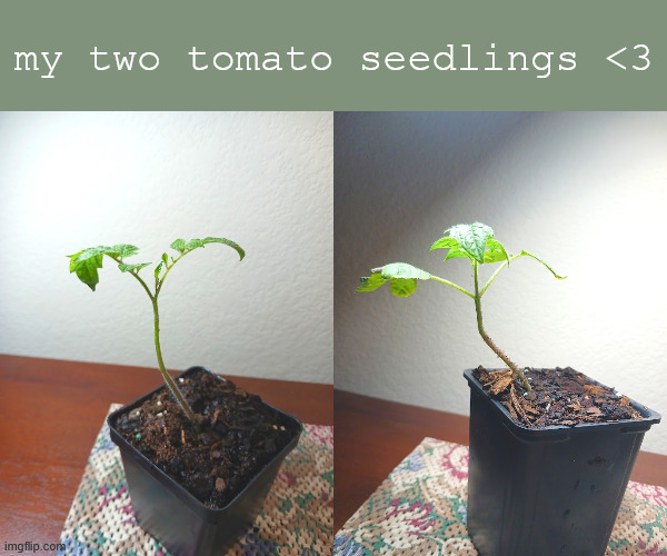 my two tomato seedlings <3 | made w/ Imgflip meme maker