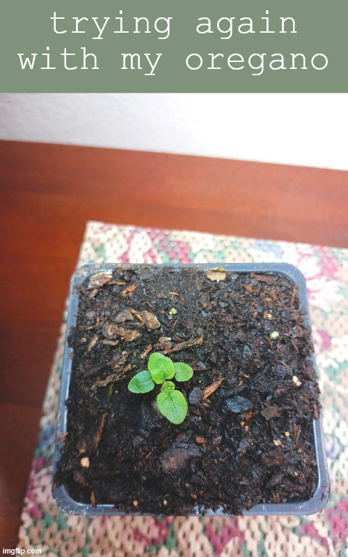 praying for it <3 | trying again with my oregano | made w/ Imgflip meme maker