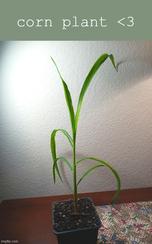 corn plant <3 | made w/ Imgflip meme maker
