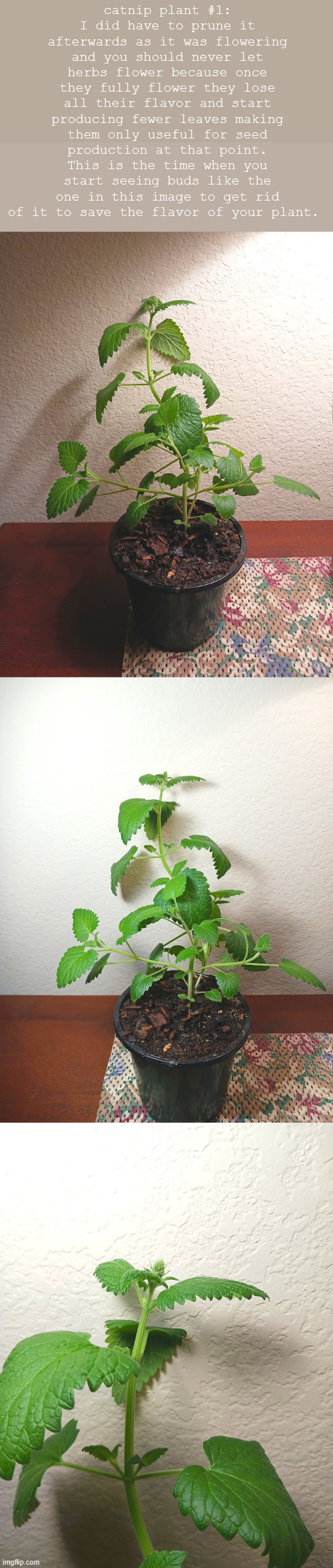 catnip plant #1:
I did have to prune it afterwards as it was flowering and you should never let herbs flower because once they fully flower they lose all their flavor and start producing fewer leaves making them only useful for seed production at that point. This is the time when you start seeing buds like the one in this image to get rid of it to save the flavor of your plant. | made w/ Imgflip meme maker
