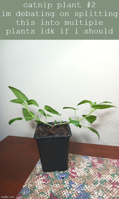 catnip plant #2
im debating on splitting this into multiple plants idk if i should | made w/ Imgflip meme maker